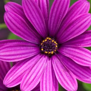 Meet your Posher, Sofia